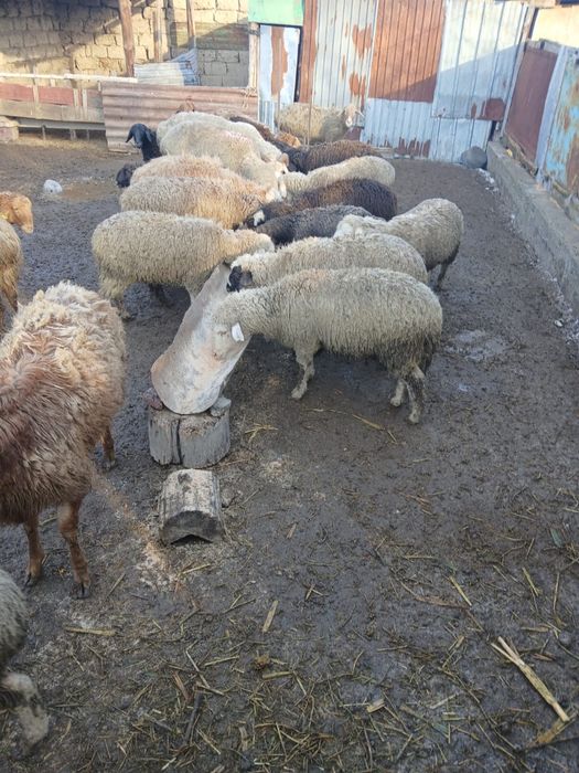 Продаются бараны