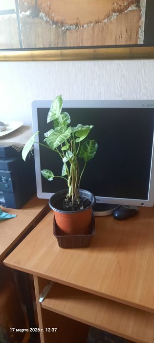 Цветы  живые в горшках.