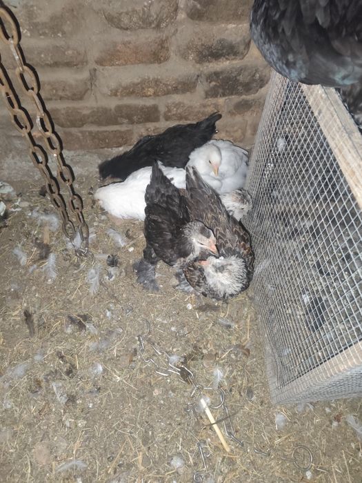 Găini cocoși tineri antre 70/300 depinde ce doriți