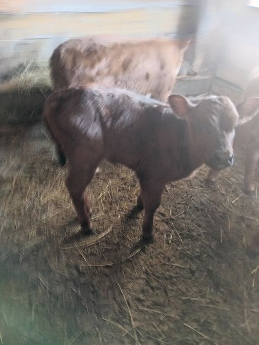 Продам телят телочек