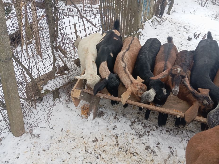 Iezi anglonubieni și Alpini