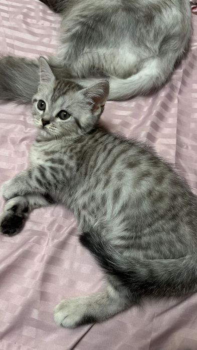 Шотландский котенок.