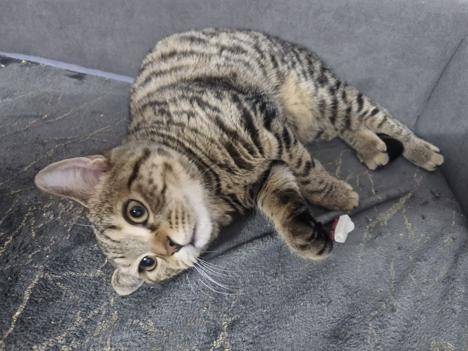 Отдам даром котенка!