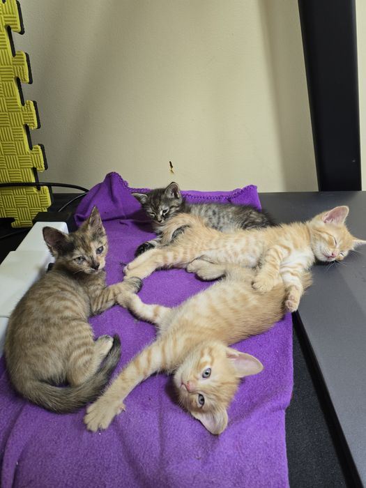 Потерялись котята в районе алмагуль