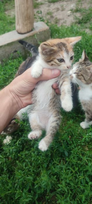 Pisici jucause-cauta casa noua