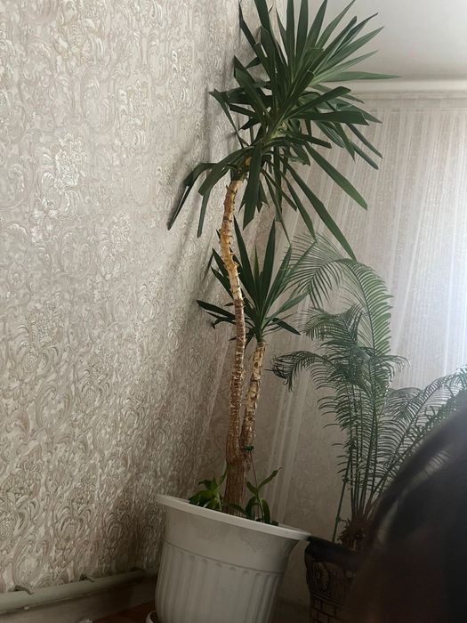 Продам большой цветок