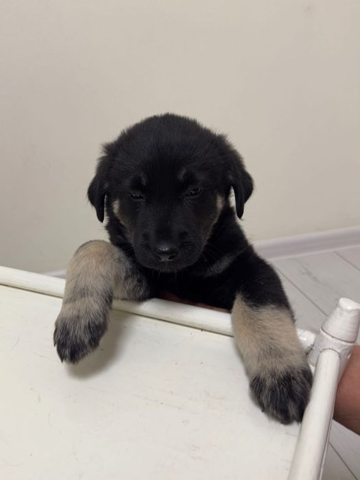 Щенки хаски с дворнягой