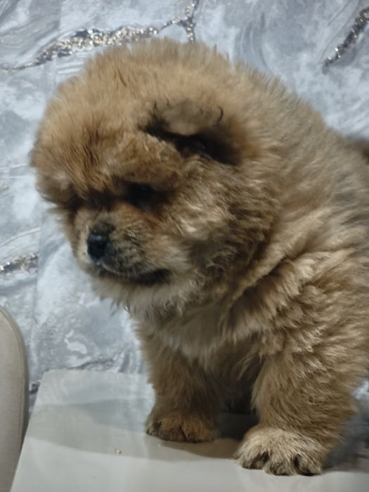 Щенки Чау-чау малыши