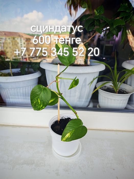 Комнатные растения