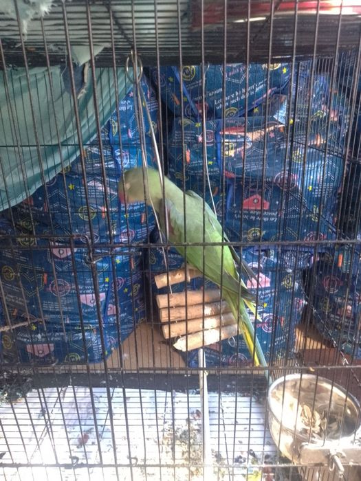 Срочно продается попугай