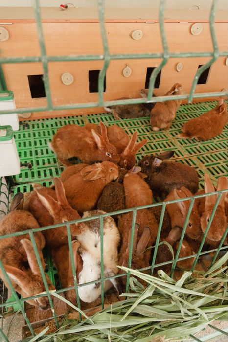 Продам кроликов оптом и в розницу