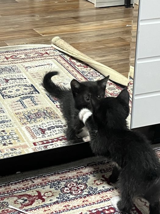 Котята срочно ищют дом