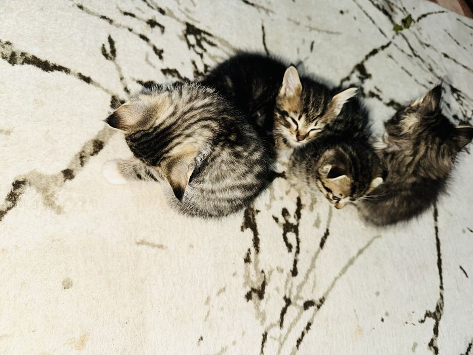 Вислоухий котята