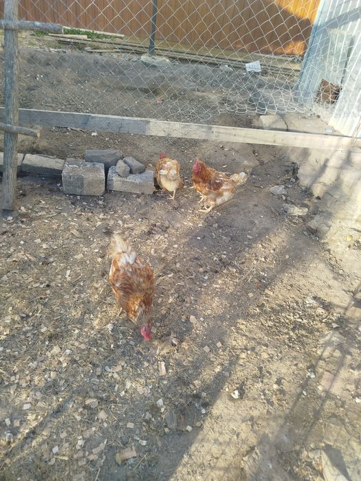 Продам 3 домашние курицы