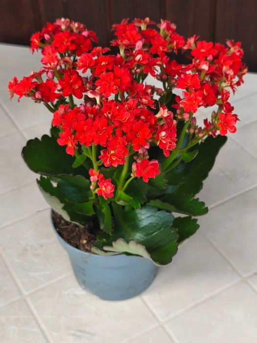 Различни видове цветя