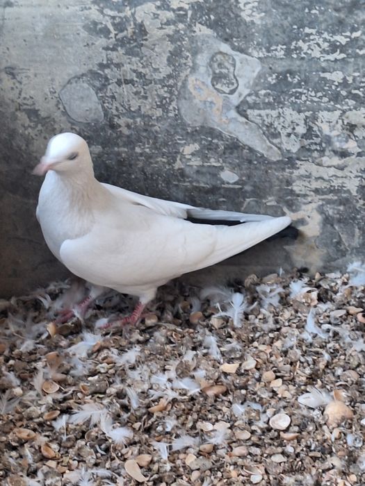 Голуби когершин  .