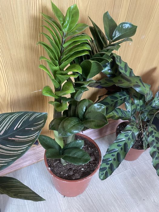 Аглоанемы ,Зеленыи доллор,Монстеры