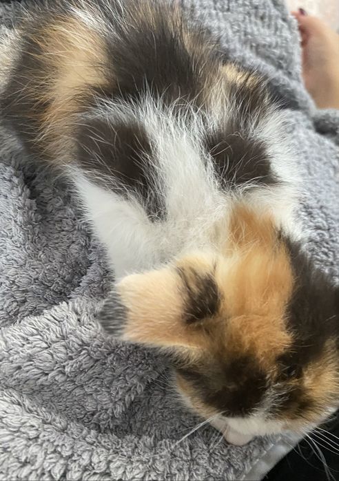 Отдам котенка в дубрые руки