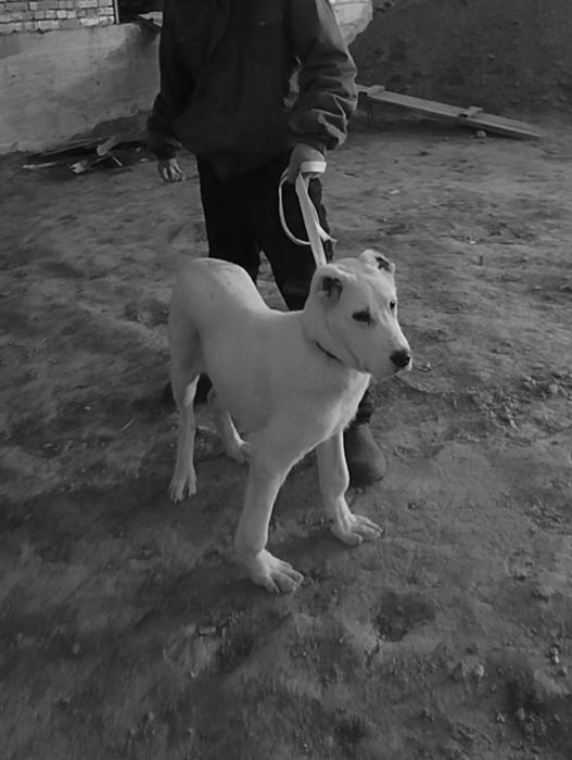 Щинок алобай 5месецов