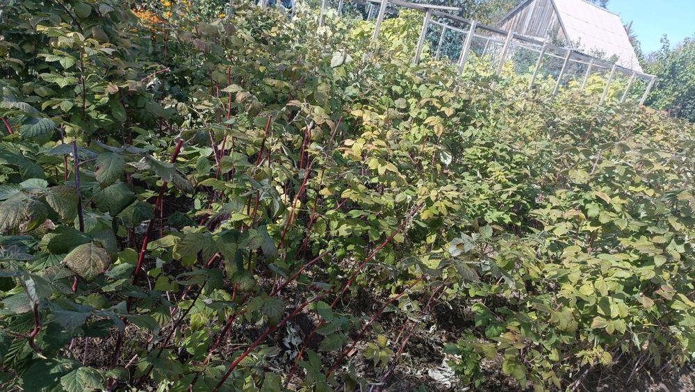 Продам дачу со всеми насаждениями