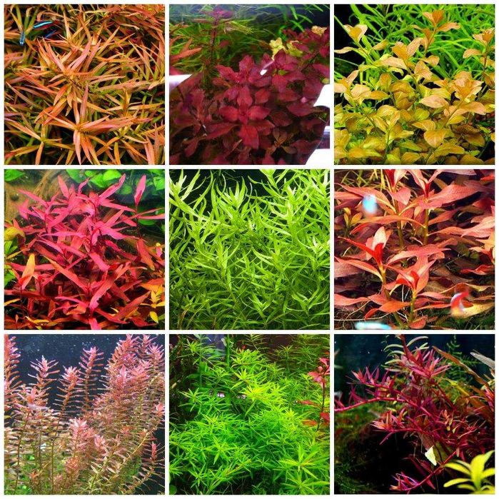 Plante de acvariu frumoase și sănătoase.