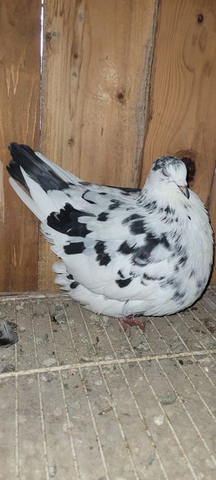 Vând Mondain francez