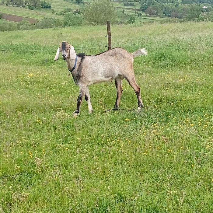Vand capre de rasa