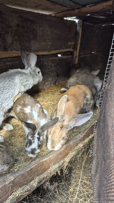 Продам кроликов.