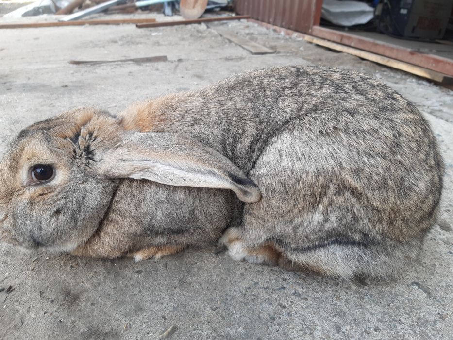 Продам крупных крольчих.