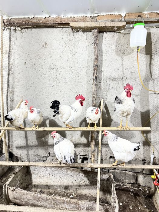 Adler tovuq va xo’rozi sotiladi 150 dan bervoraman 7 dona 2 ta xo’roz