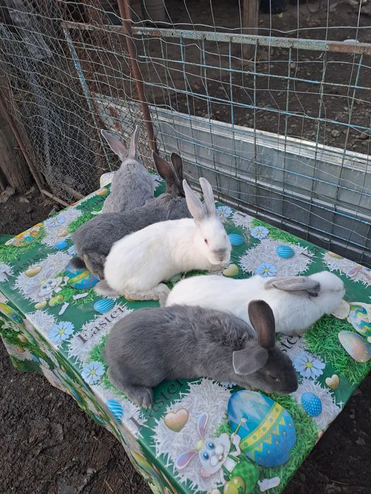 Vând iepuri  vârstă 2 lunii