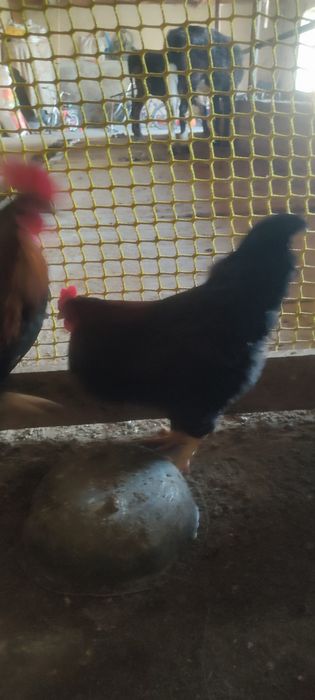 Прадам куры и петухов