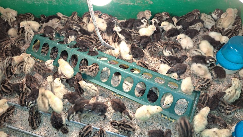 Продавам пъдпъдъци