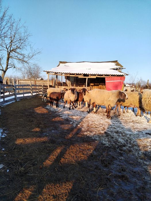 Vând oii de rasă