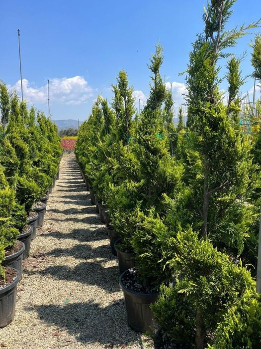 Plante ornamentale, cedru pendular, palmieri, măslin catalpa spirale