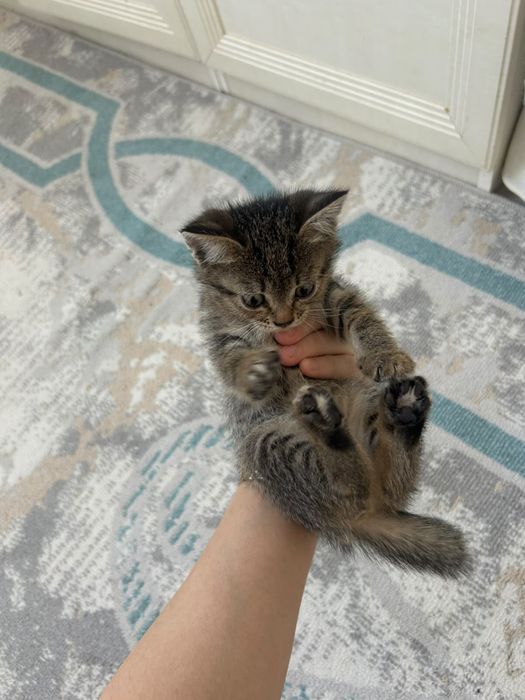 Кошки в хорошие руки