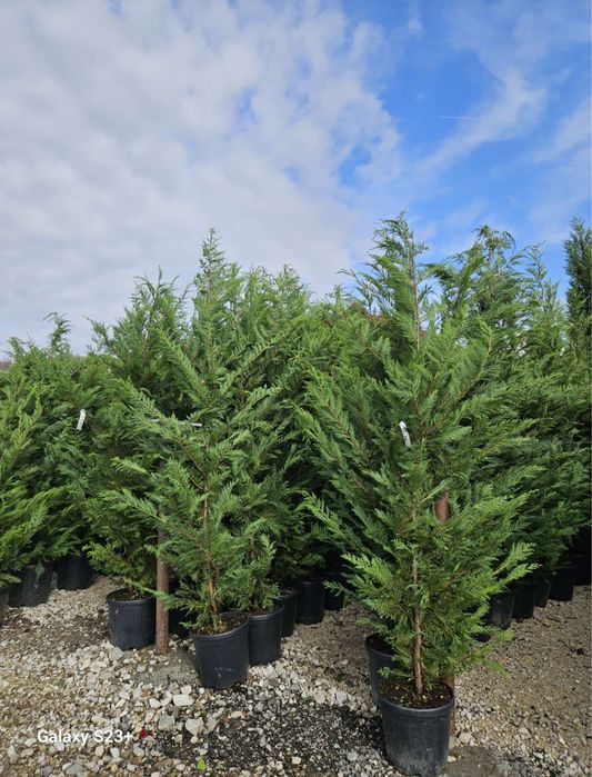 Vand leylandi/leylandi gold