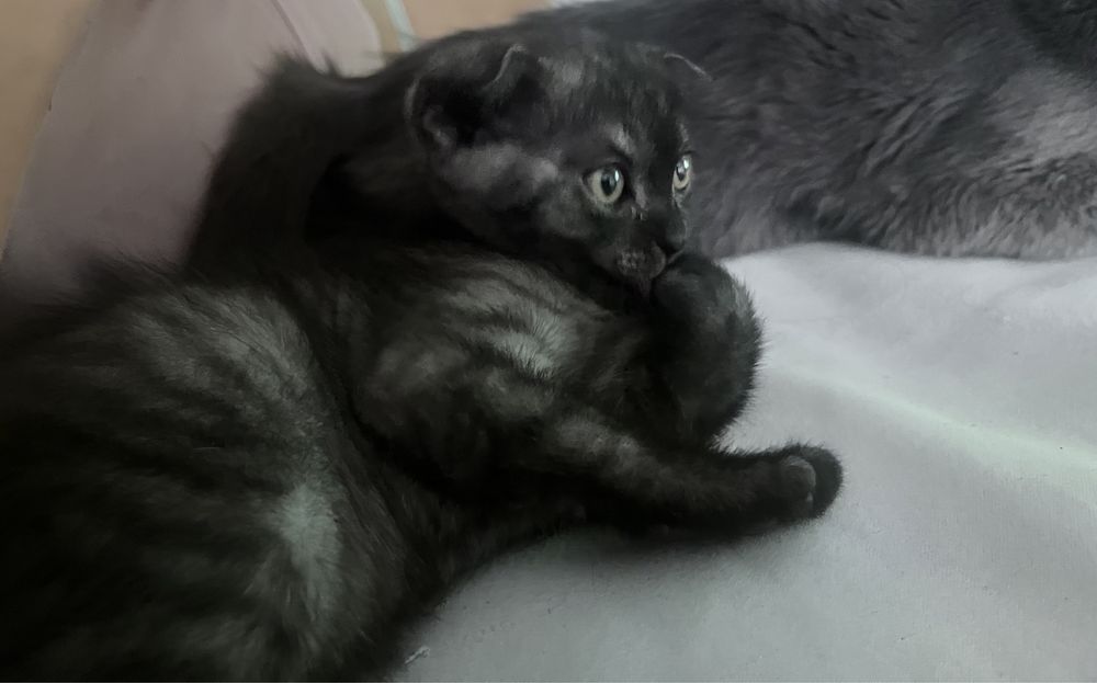 Котенок 2месяца