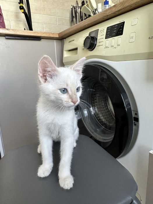 Отдам котенка бесплатно