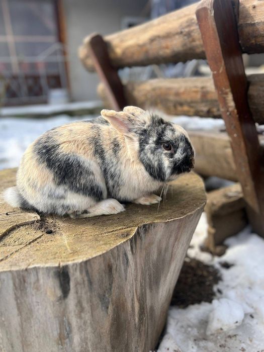 Iepuras pitic cauta casuta noua