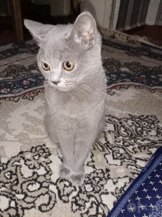Срочно Скоттиш Страйт Мальчик