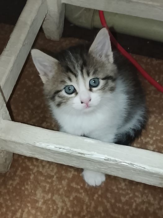 Отдам даром котят