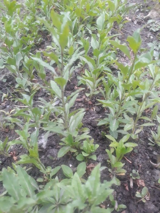 годжи (goji) кучатлари сотилади 15000 сумдан, 18000 сумгача келишамиз!