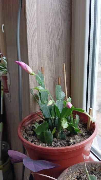 Продам домашний цветок
