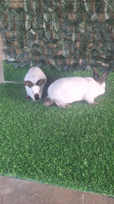 Кролики  Калифорния