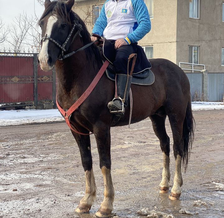 Айғыр сатылады.