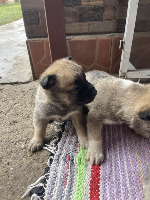 Cățeluși pentru adopție