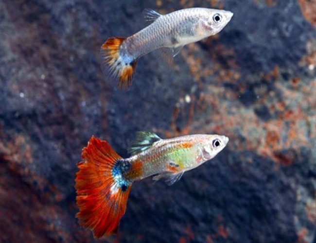 Pești de  acvariu.