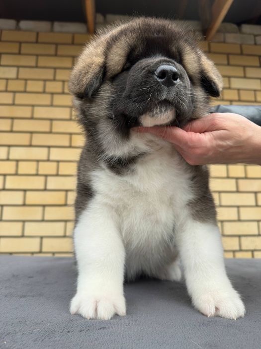 Зенки Американской Акиты