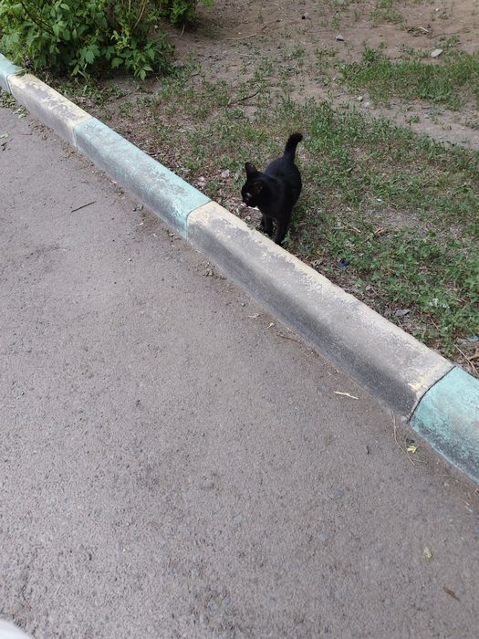 Добрые руки Кошечка